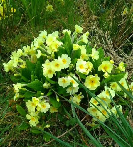 Lawrenny Spring Lunch - Sunday 8th March - Book Now